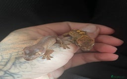Gecko reptiles for sale: Baby Crested Geckos - Image 6