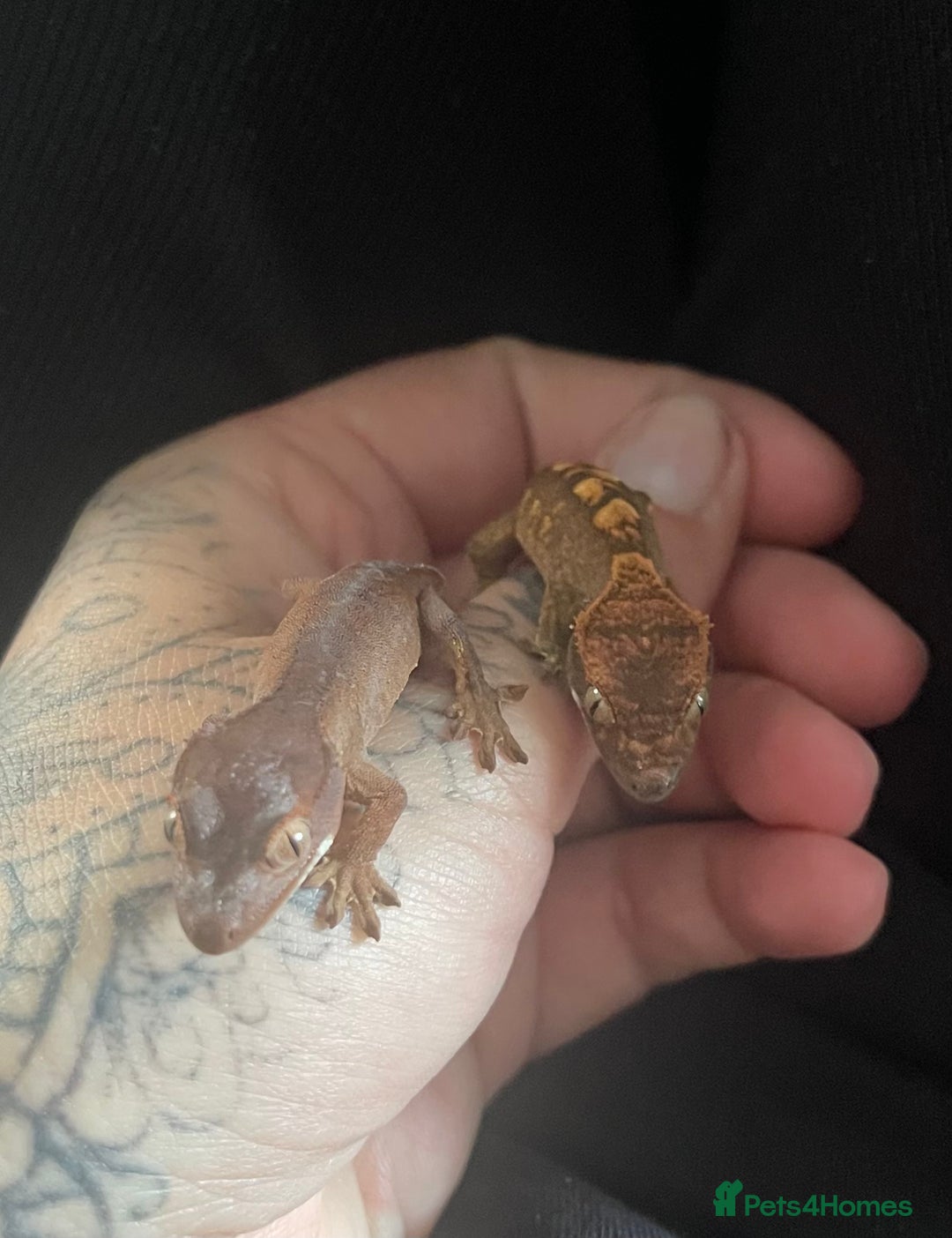 Gecko reptiles for sale: Baby Crested Geckos - Image 6
