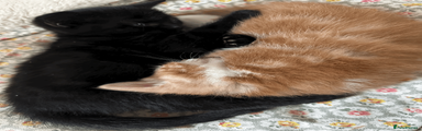 British Shorthair Kitten 1