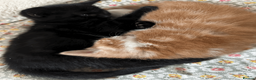 British Shorthair cats for sale: Two black kittens, one with some white    in Bristol - Advert 8