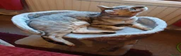 Bengal cats for sale: 🤍 BEAUTIFUL BENGAL SEEKS FOREVER HOME 🤍 - Advert 1