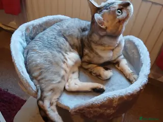 Bengal cats 🤍 BEAUTIFUL BENGAL SEEKS FOREVER HOME 🤍 - Advert 1