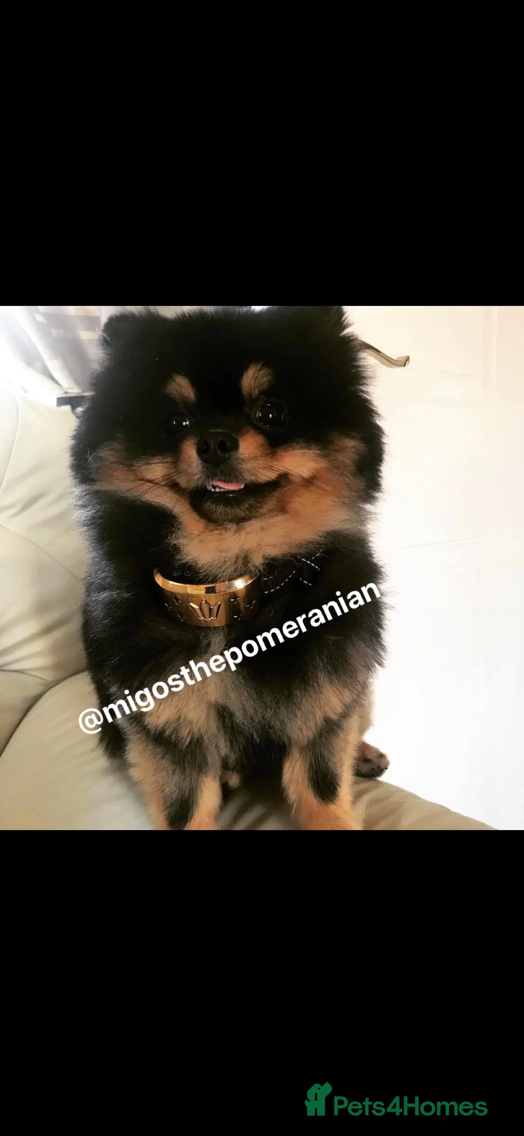 Pomeranian dogs for stud: Sunning Proven KC Black and Tan Pomeranian Stud in Ebbw Vale - Advert 12