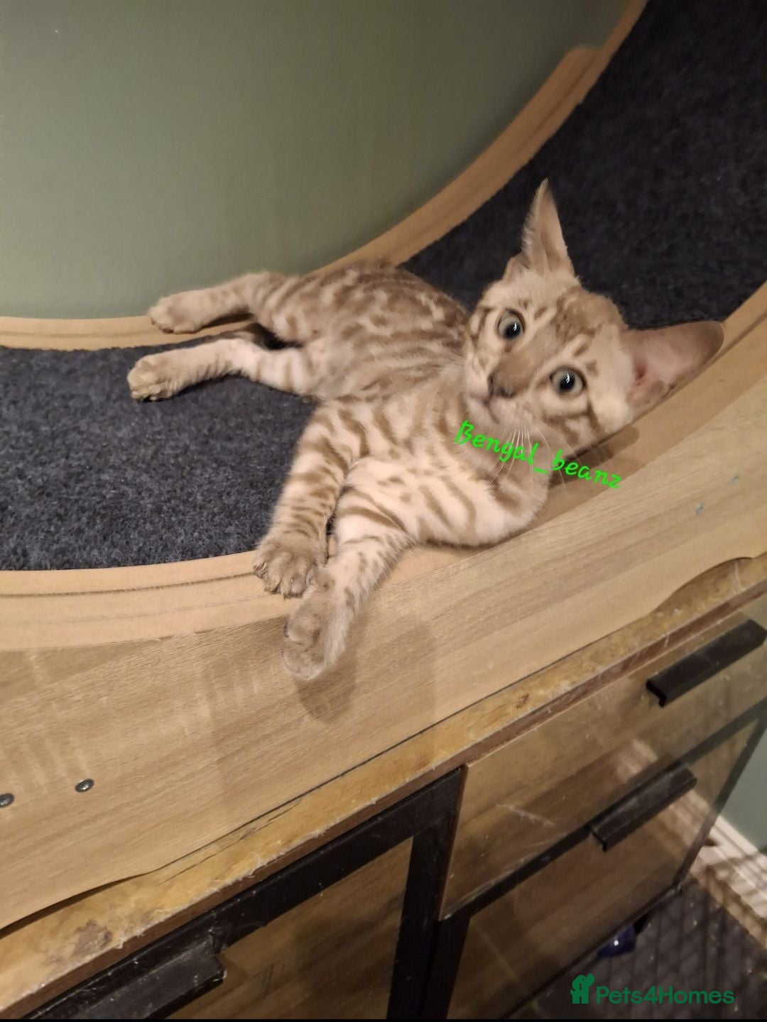 Bengal cats Snow mink bengals ready now - Advert 5