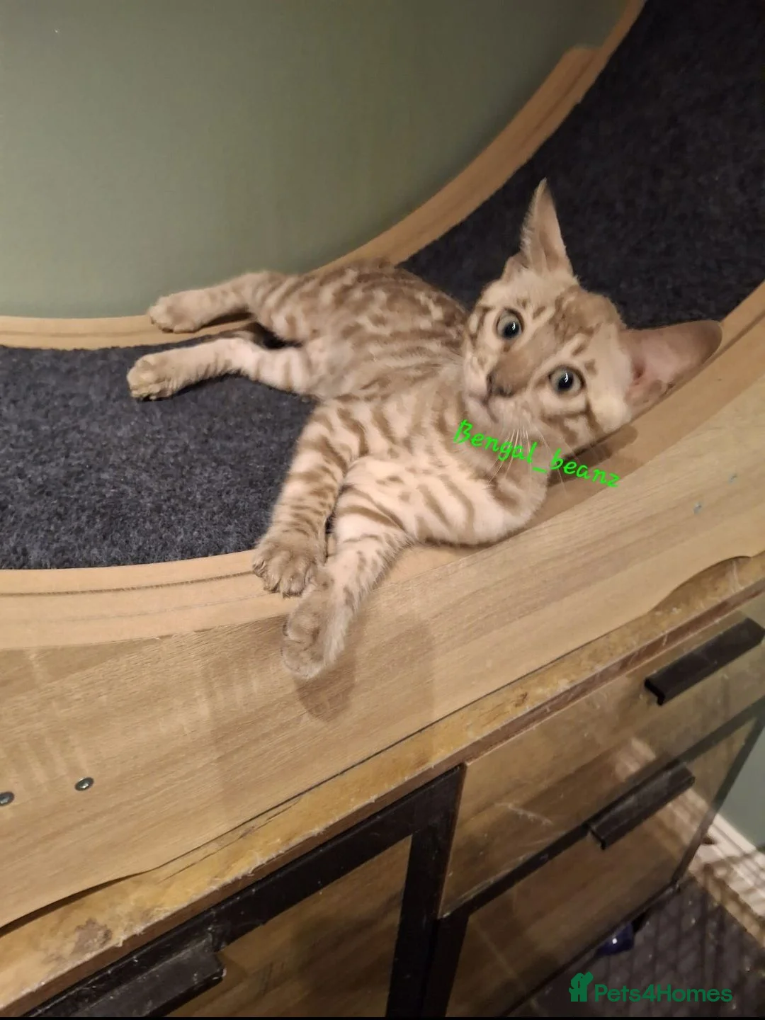 Bengal cats for sale: Snow mink bengals ready now - Advert 1