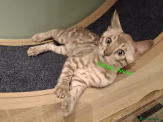 Bengal cats Snow mink bengals ready now - Advert 1