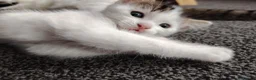 Domestic Shorthair cats for sale: Beautiful Shorthair Kittens Ready for Loving Homes in Bradford - Advert 13