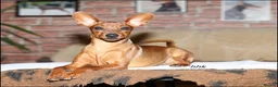 Miniature Pinscher dogs for sale: Female Miniature Pinscher 18 Months – Show Quality - Advert 9