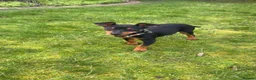 Miniature Pinscher dogs for sale: Miniature Pinscher for Sale - Advert 5