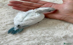Parakeets birds for sale: Rare BabyBlue Pied Indian Ringneck Hand-Reared&DNA - Image 4