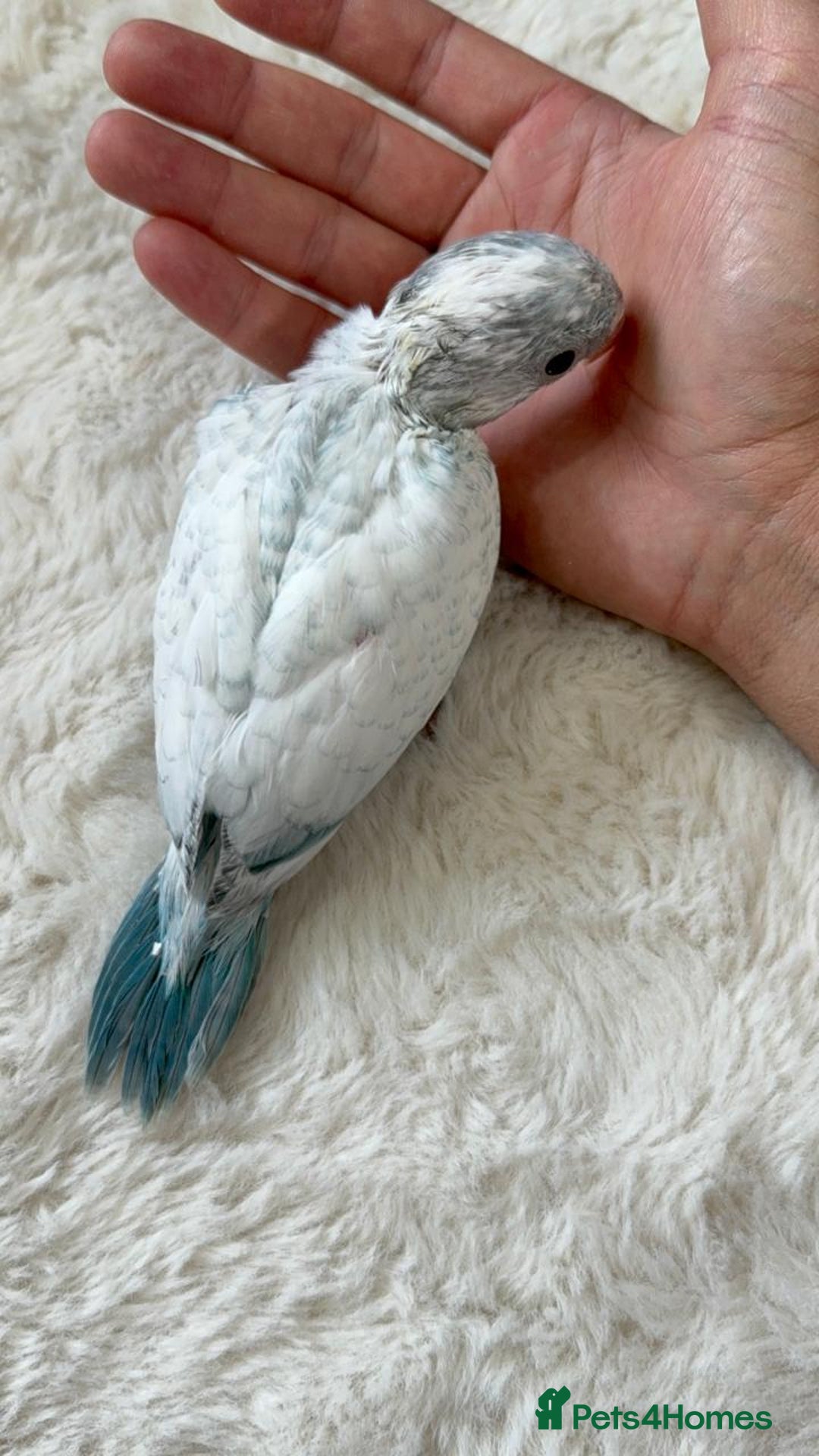 Parakeets birds for sale: Rare BabyBlue Pied Indian Ringneck Hand-Reared&DNA - Image 4