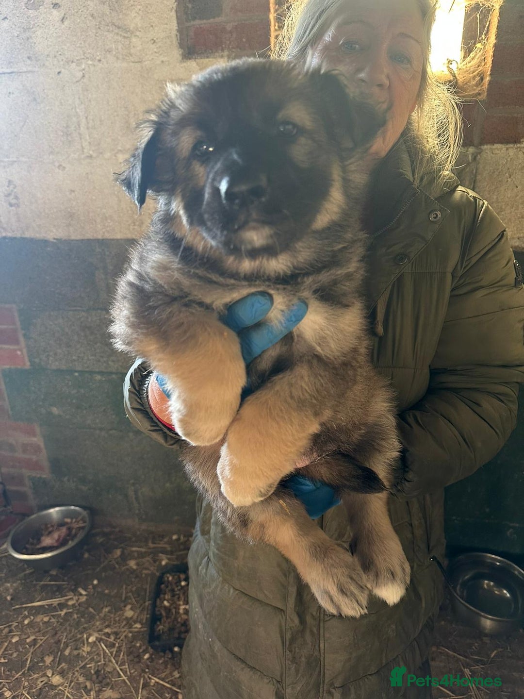 German Shepherd dogs for sale: German Shepard puppies - Advert 7