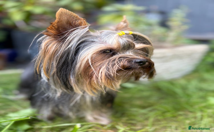Yorkshire Terrier dogs in Caterham - Advert 10