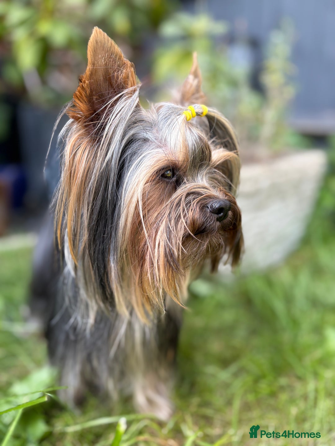 Yorkshire Terrier dogs for stud: 1.8kg miniature KC reg STUD Yorkshire terrier in Caterham - Image 2