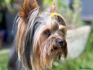 Yorkshire Terrier dogs in Caterham - Advert 3