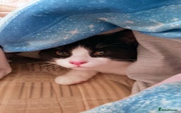 Mixed Breed cats for sale: One little tuxedo 🥰 - Image 2