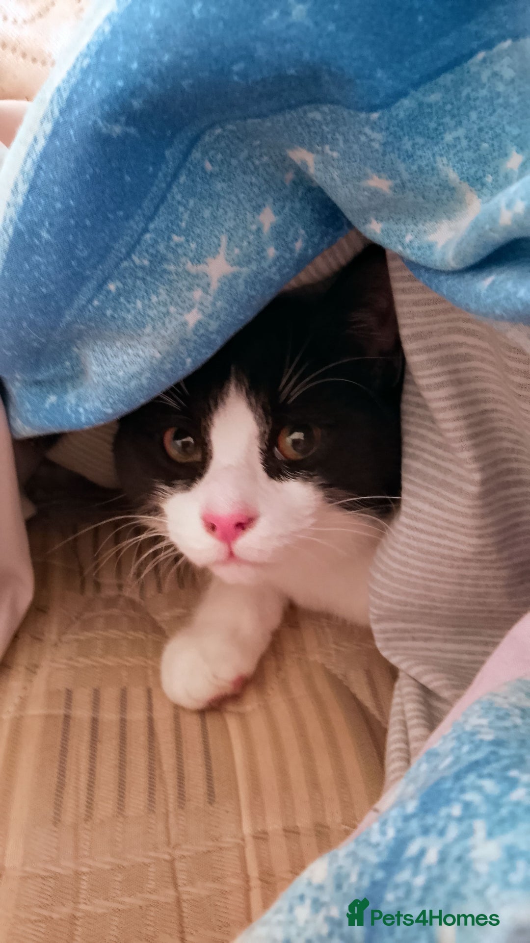 Mixed Breed cats for sale: One little tuxedo 🥰 - Image 2