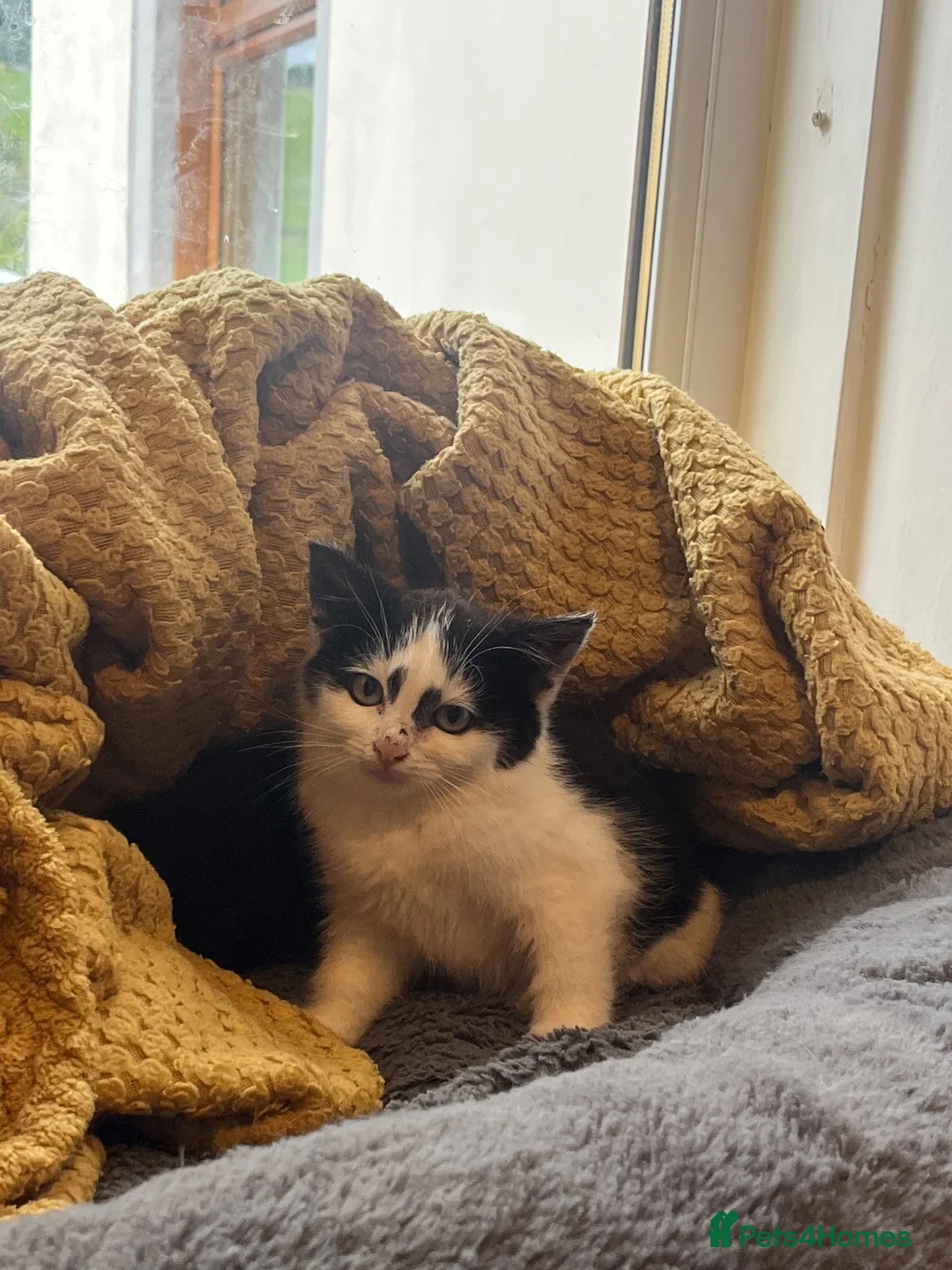 Domestic Shorthair cats for sale: Farm kittens for sale  - Advert 2