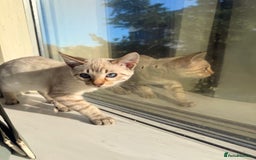 Bengal cats for sale: Blue Eyed Snow Lynx Kittens  - Image 1
