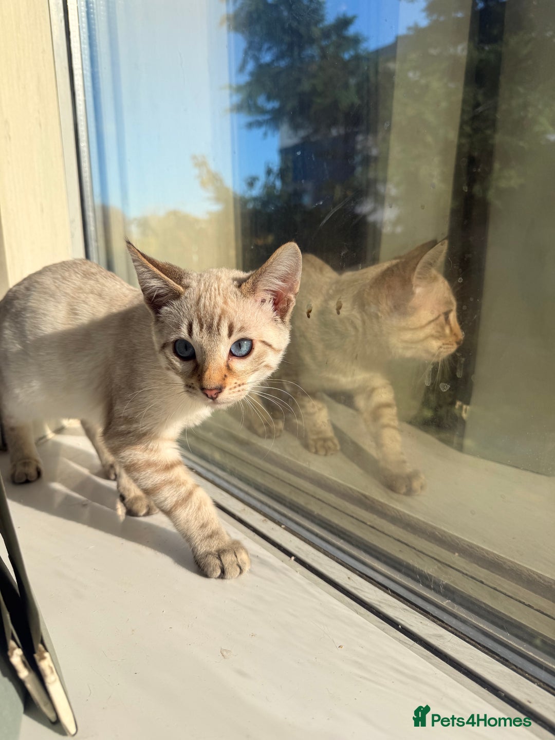 Bengal cats for sale: Blue Eyed Snow Lynx Kittens  - Image 1