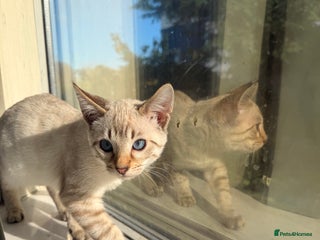 Bengal cats - Advert 1