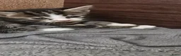 British Shorthair cats for sale: 5 kittens  - Advert 5