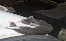Mixed Breed cats for sale: 2 beautiful female kittens  - Image 7