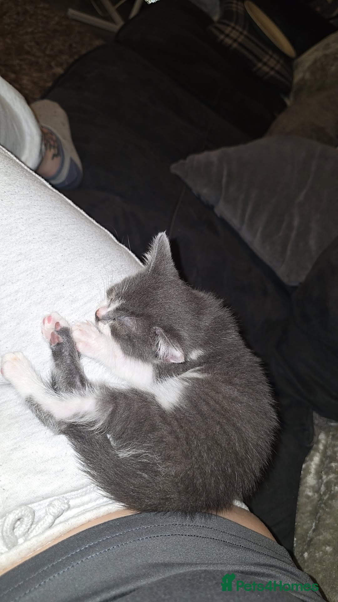 Mixed Breed cats for sale: 2 beautiful female kittens  - Image 7