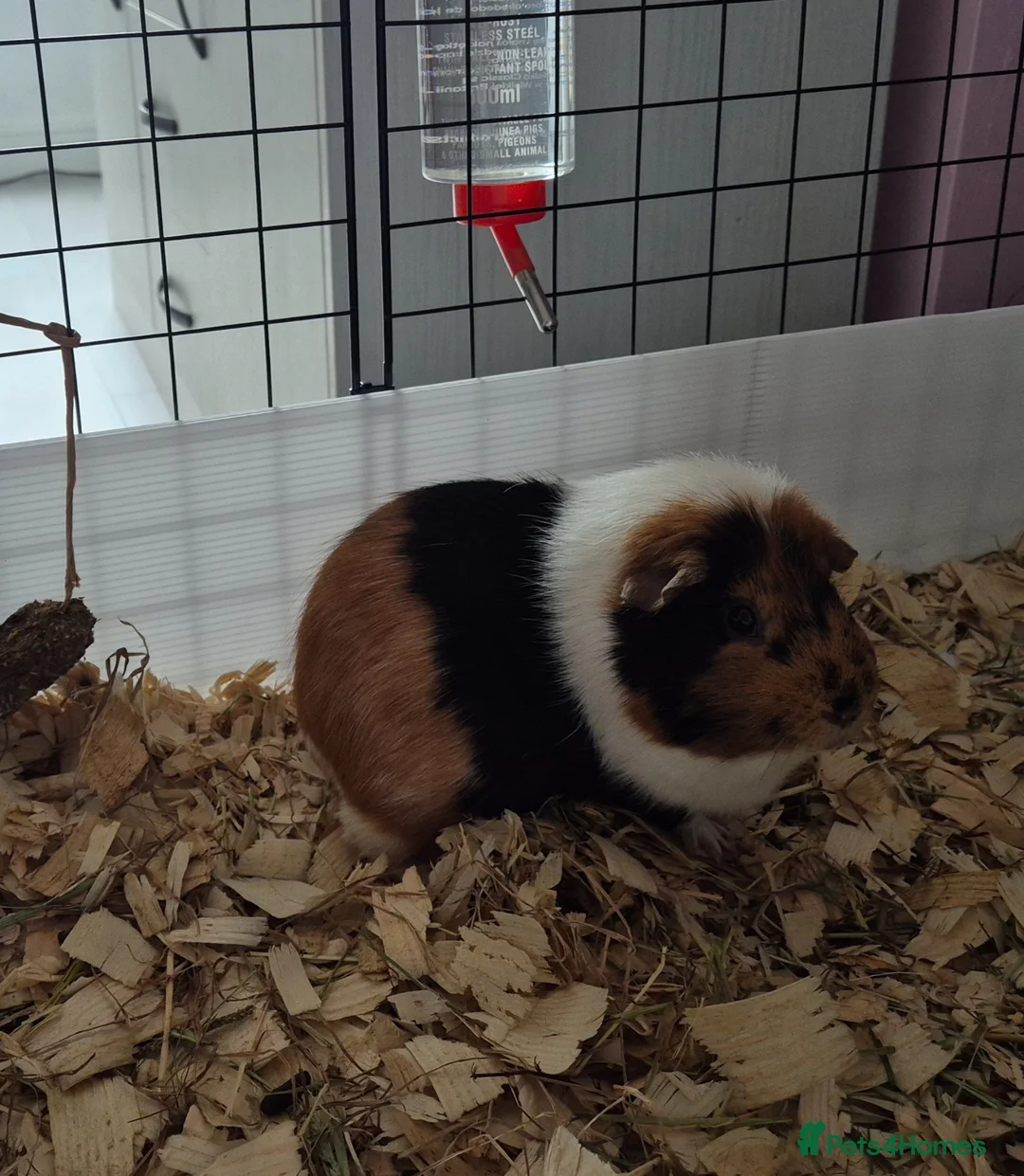 Guinea Pig rodents for sale: 2 male guinea pigs - Advert 2