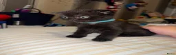 Mixed Breed cats for sale: RARE Gorgeous ScottishFold&British ShortHair  - Advert 23