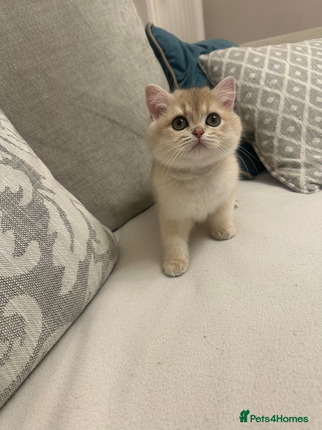 British Shorthair cats for sale: Blue Golden Active Girl - Advert 2