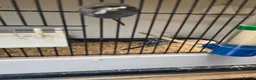 Budgerigars birds for sale: 2026 budgies - Advert 5