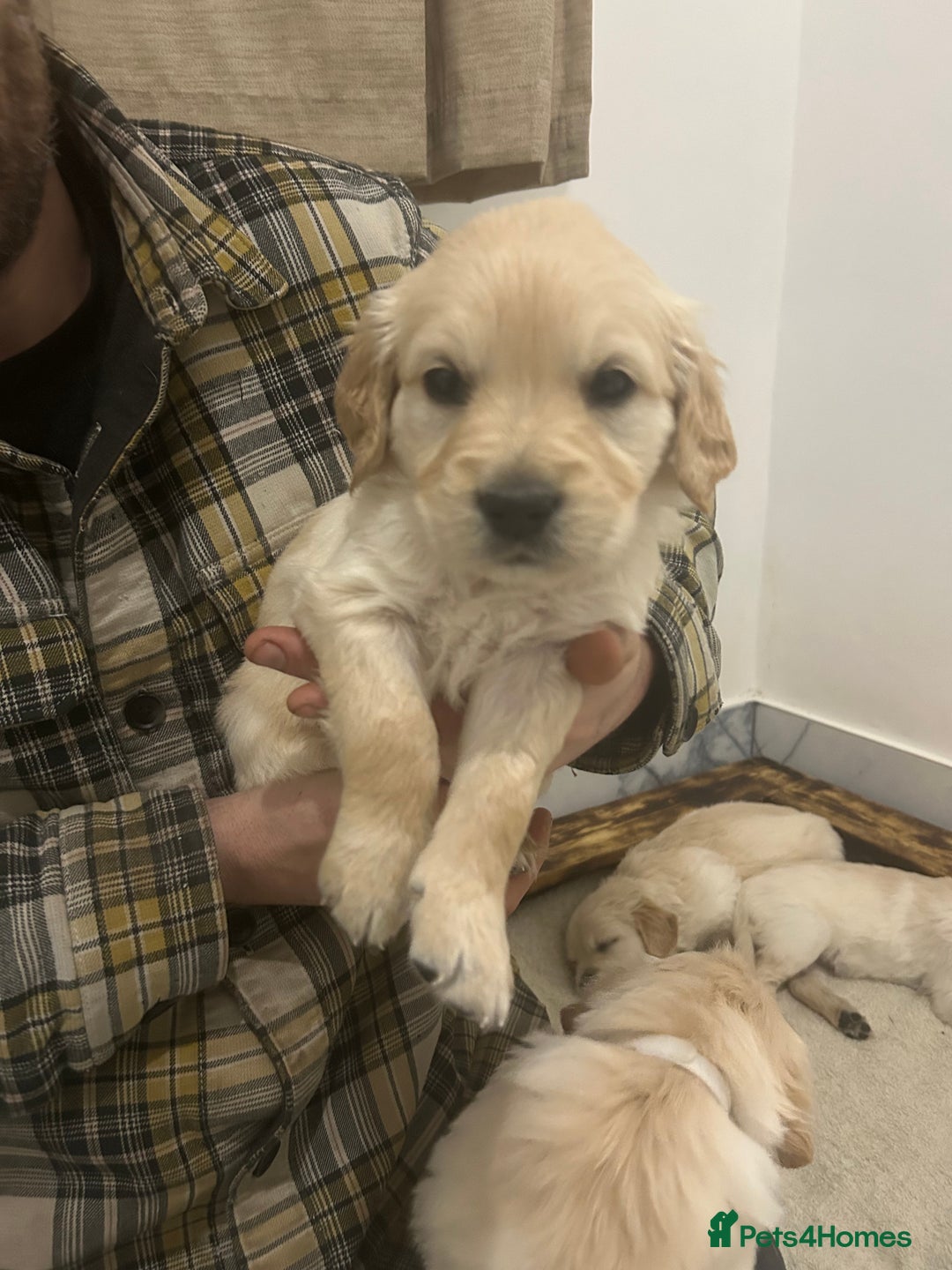Golden Retriever dogs for sale: Pure breed, show line, ready 23/12/25  - Advert 17