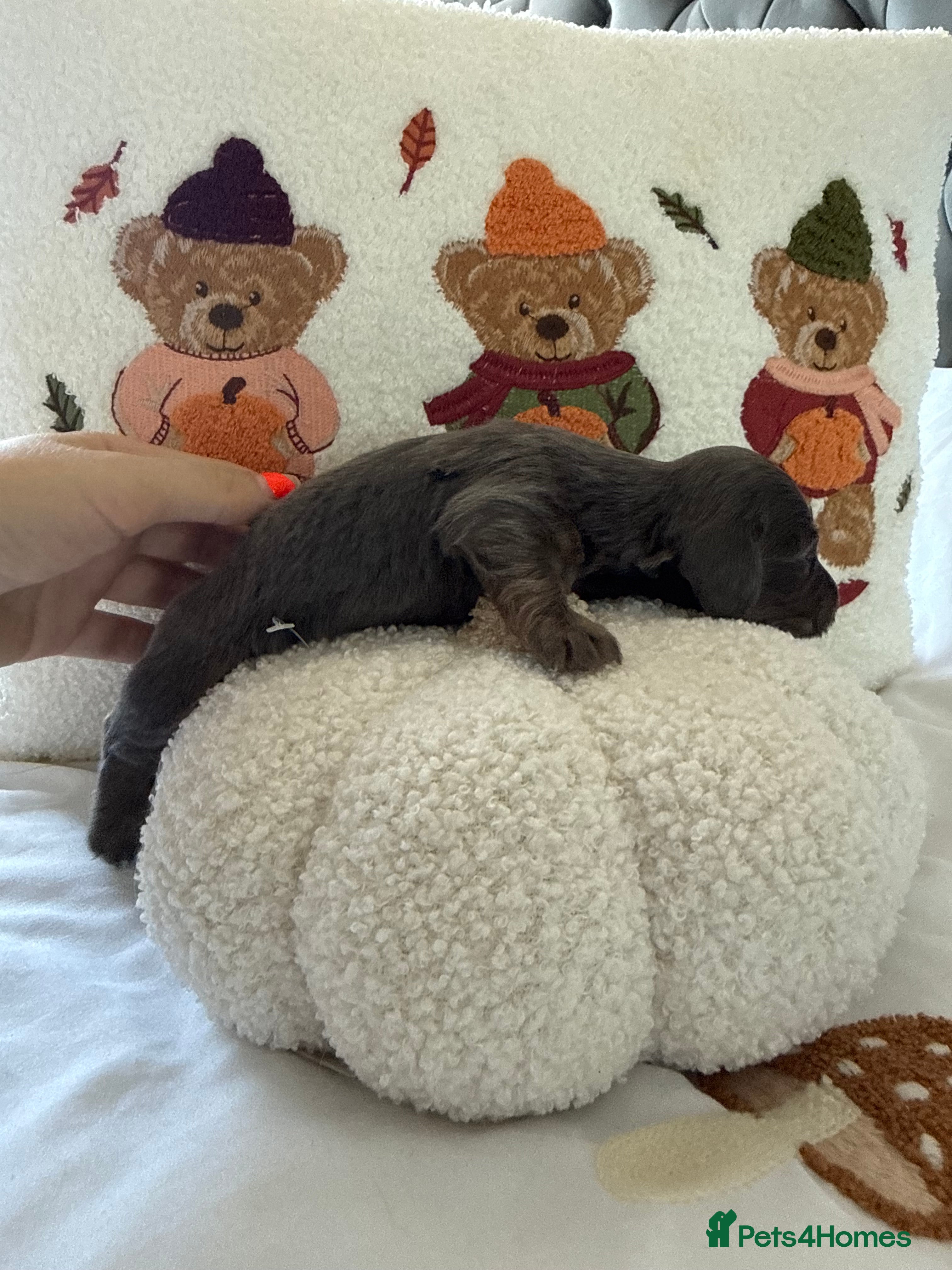 Miniature Dachshund dogs for sale: Long haired miniature dachshund  - Advert 3