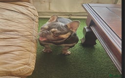 French Bulldog dogs for stud: Tiny lilac and tan stud £300 - Image 10