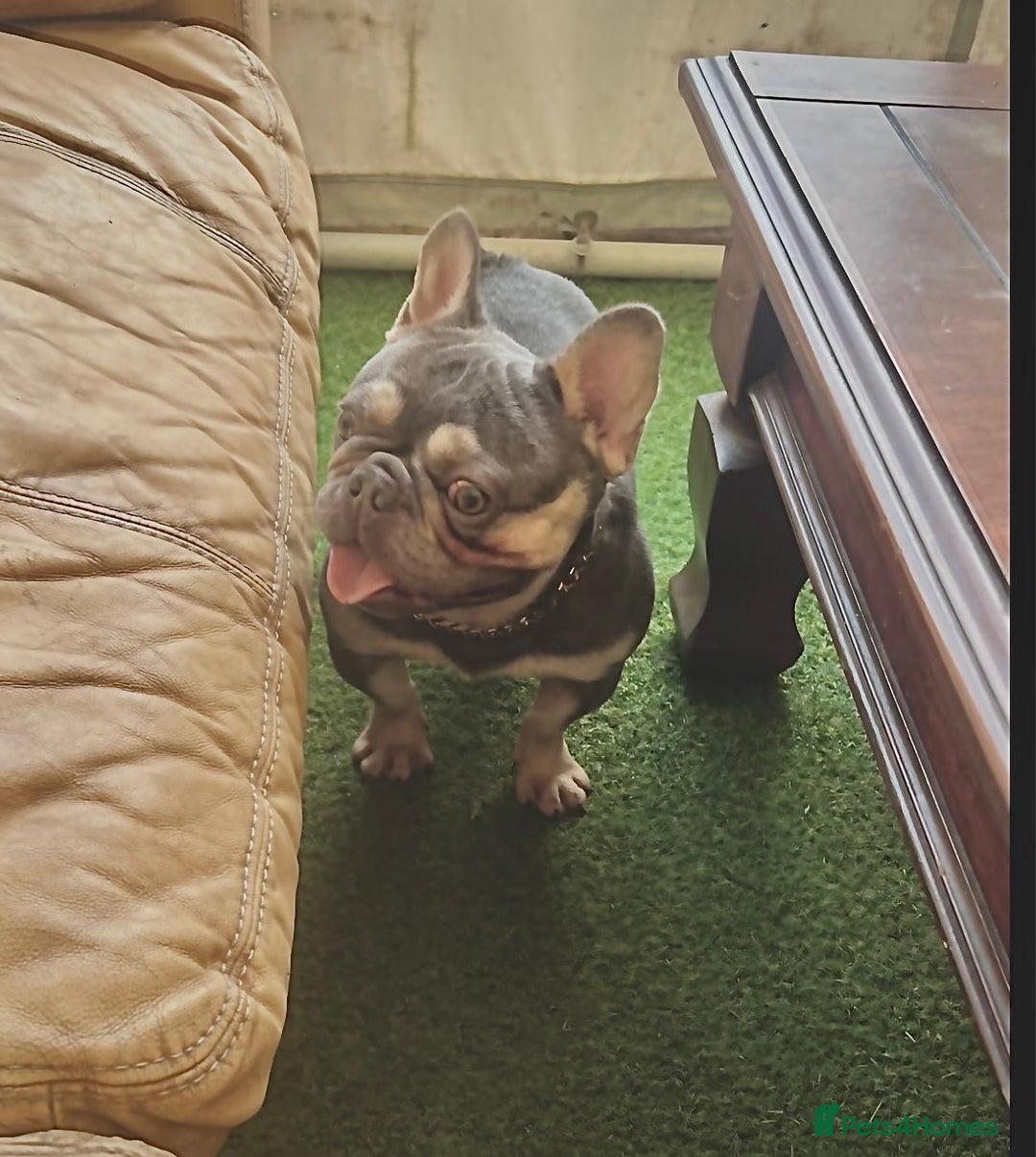 French Bulldog dogs for stud: Tiny lilac and tan stud £300 - Image 10