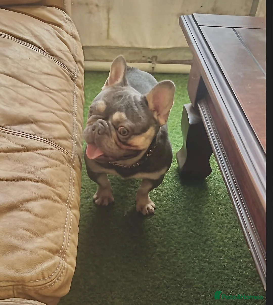 French Bulldog dogs for stud: Tiny lilac and tan stud available - Advert 10