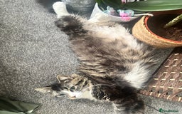 British Longhair cats for sale: 2 kittens and 1 young cat for sale!! - Image 4
