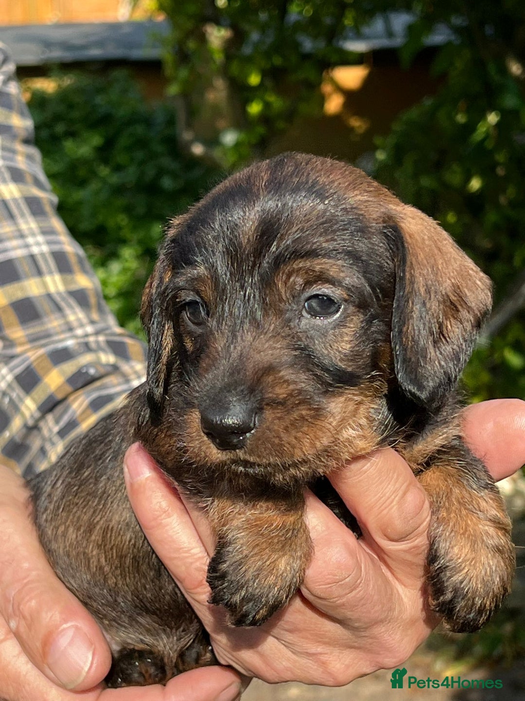 Miniature Dachshund dogs for sale: Miniature Wire Haired Dachshund puppies. in Stroud - Image 4