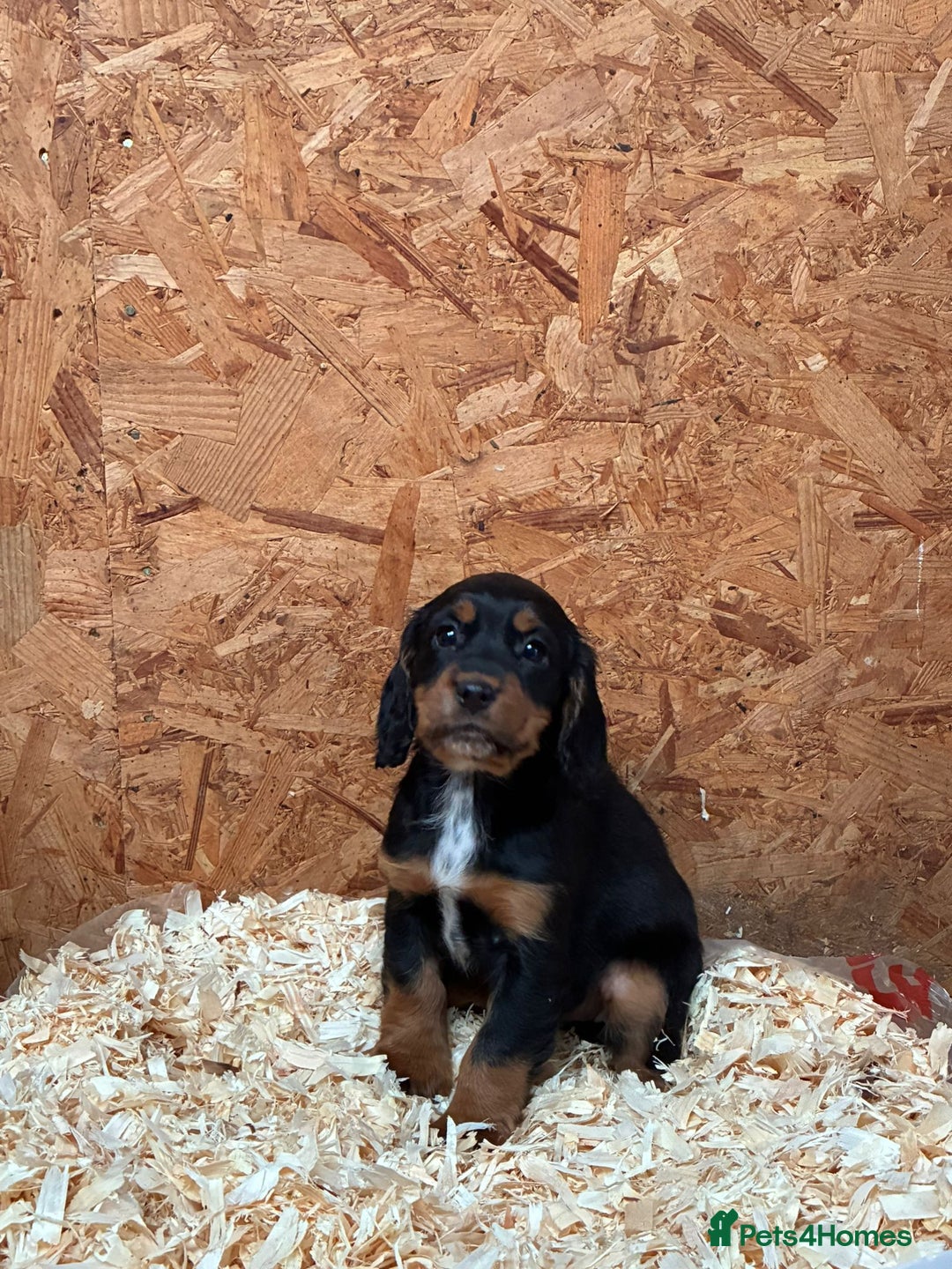 Cocker Spaniel dogs for sale: Working cocker spaniels  - Advert 13