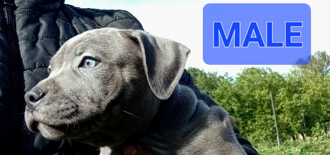 Staffordshire Bull Terrier dogs for sale: CHUNKY blue Staffordshire bull terror puppys - Image 10