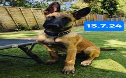 Belgian Shepherd Dog dogs for sale: KC Reg Belgian Shepherd Malinois pups for sale in Newport - Image 13