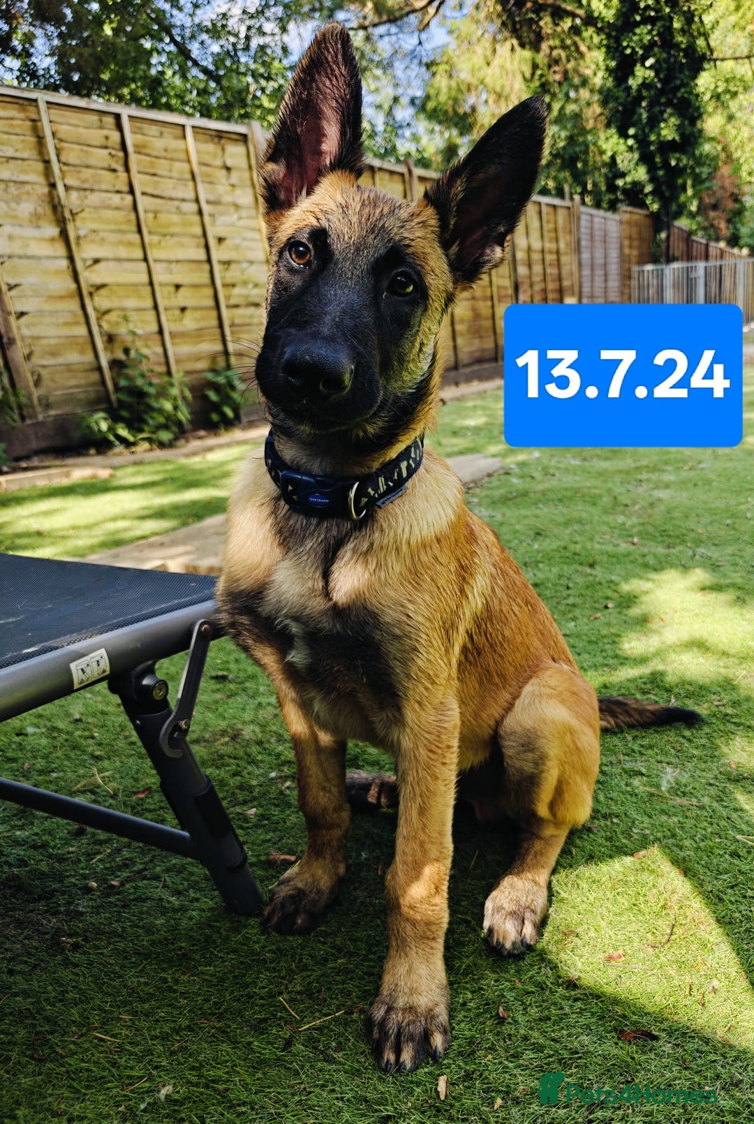Belgian Shepherd Dog dogs for sale: KC Reg Belgian Shepherd Malinois pups for sale in Newport - Image 13