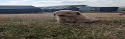 Labradoodle dogs for sale: Labradoodle puppies  - Advert 5
