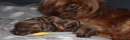 Shihpoo dogs for sale: Chocolate shihpoo’s  - Advert 19