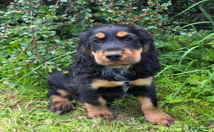 Cocker Spaniel dogs - Advert 16