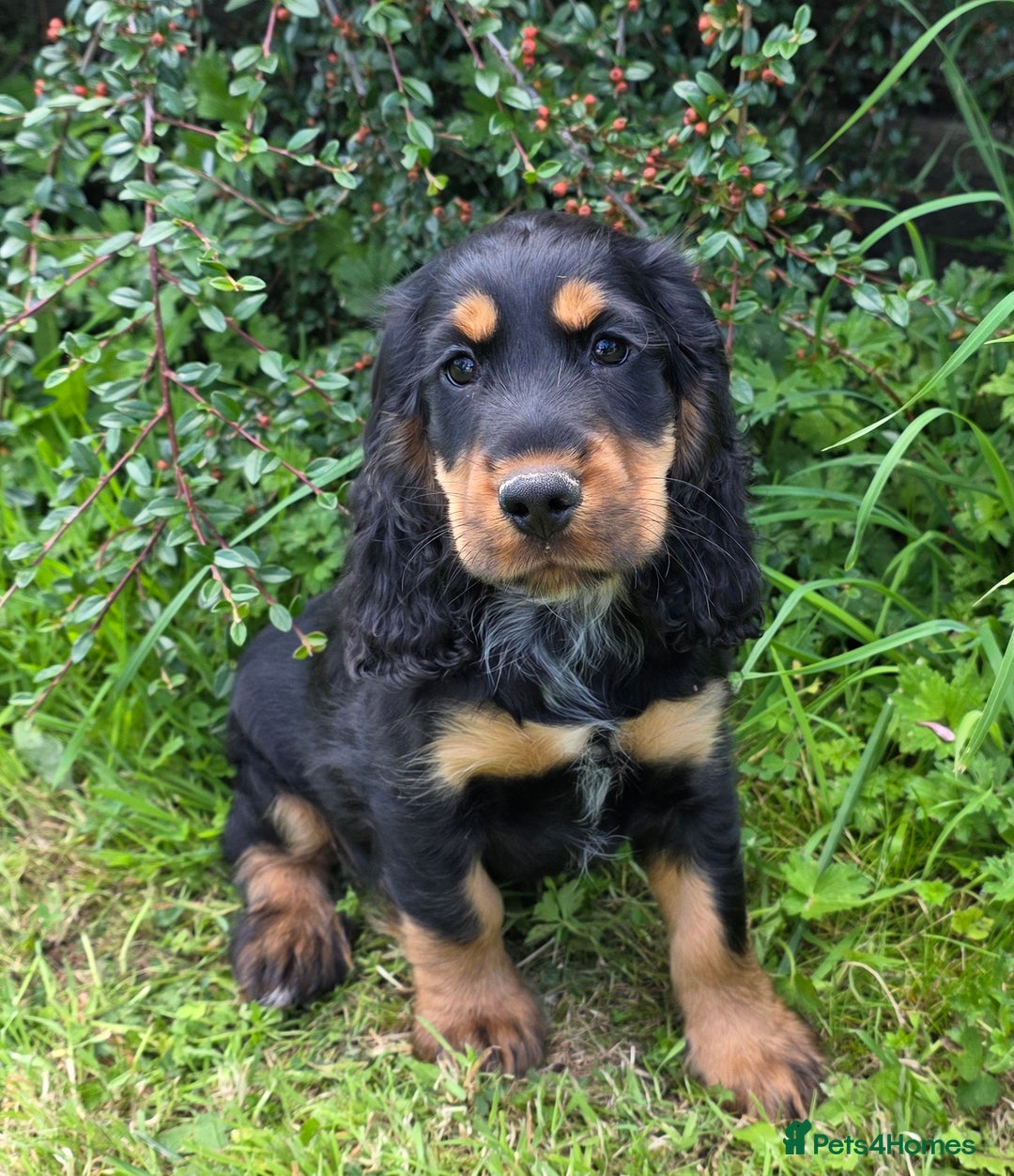 Cocker Spaniel dogs for sale: ⭐️ DNA Tested Clear + Show Type ⭐️ - Image 1