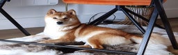 Japanese Shiba Inu dogs for stud: KC Registered Shiba Inu Stud Dog in Newcastle upon Tyne - Advert 16