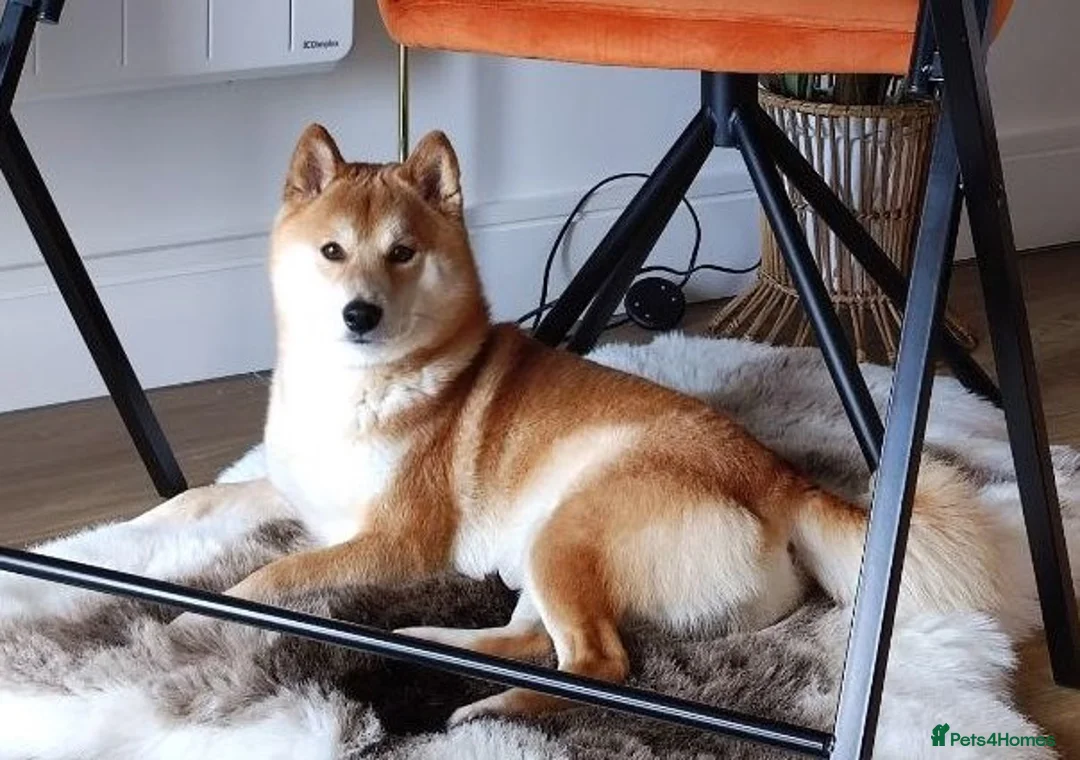 Japanese Shiba Inu dogs for stud: KC Registered Shiba Inu Stud Dog in Newcastle upon Tyne - Advert 16