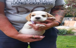 Beagle dogs for sale: Beautiful Beagle Puppies - Image 2